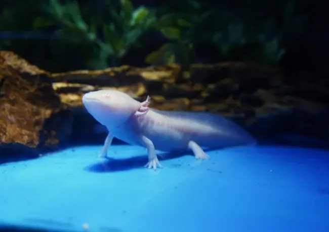 Acuario Nuevo Laredo